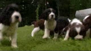 Dogs 101 English Springer Spaniel [upl. by Spalding]