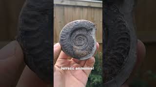 jurrasic ammonite fossil ammonites beachfossils fyp uk beach fossils whitby jurrasic rock [upl. by Attenad]