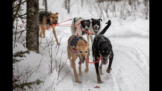 How to Train Sled Dogs pt 1  Mushing Tips [upl. by Yirinec]