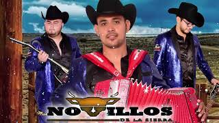 NOVILLOS DE LA SIERRA MIX PARA PISTEAR  Puros Corridos 🔥 25 Exitos Musica [upl. by Eladnek]