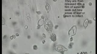 Zoospores swimming Phytophthora sp [upl. by Bj273]