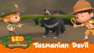 Tasmanian Devil  Whats Making That Screeching Noise  Leo the Wildlife Ranger Season 2 [upl. by Giselbert]