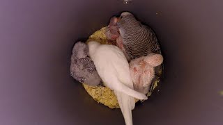 Parakeets chicks fed in nestcage  Parkieten jongen in nest gevoerd baby Budgie [upl. by Shaina151]