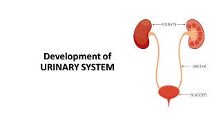 Development of urinary renal system Prof Dr Md Ashfaqur Rahman [upl. by Lebiram]