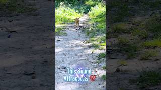 CAT MEOW SOUND TO ATTRACT CATS [upl. by Akel]