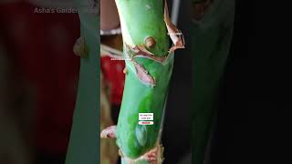 Monstera Deliciosa Propagation Update🔥मॉन्स्टेरा डेलिसिओसा प्रोपेगेशन अपडेटashasgardenstoryshorts [upl. by Annoit190]