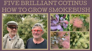 Five brilliant Cotinus how to grow smoke bush [upl. by Analla]