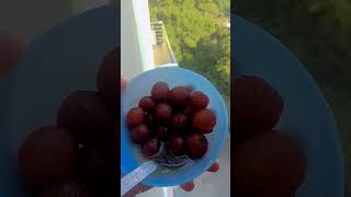 Ammi ammi gulab jamun [upl. by Adnoval]