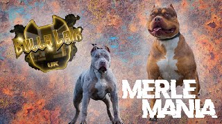 BULLYLAIR SHUTS DOWN MERLE MANIA 2022 [upl. by Simmonds]