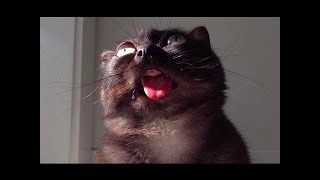 Funny Cats Talking And Yelling Like Humans Compilation 🐾 [upl. by Heinrik]