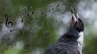 Australian Magpies Singing Compilation  one of the most beautiful bird calls [upl. by Dallis]