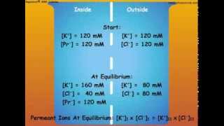 4 Nernst Equation and Calculations of Membrane Potentials [upl. by Libbna]