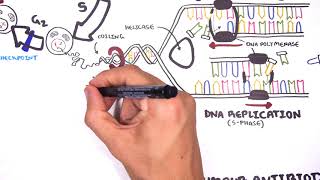 Pharmacology  Chemotherapy agents MOA Alkalating antimetabolites topoisomerase antimitotic [upl. by Leahcin]