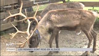 ANIMAUX  Les rennes sont rois en Alsace [upl. by Artenek513]