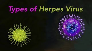 Types of Herpes [upl. by Nadler]