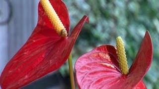 🌺 Comment prendre soin de votre Anthurium à la maison 🌱 [upl. by Dawkins]