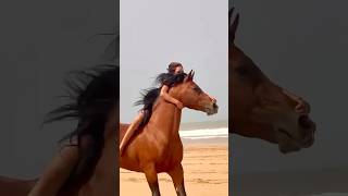 horse horseing horsefan equestrian horsemaster horses horselover horsetraining [upl. by Itra]