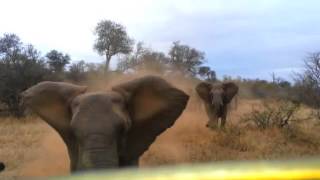 Elephant smashes into car at Kruger National Park South Africa [upl. by Atiekal48]