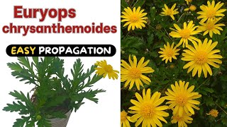 Euryops chrysanthemoides  2 BEST ways to Propagate the Yellow Bush Daisy [upl. by Ashatan]