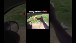 epic bear lol funny bruh meme memes trending subscribe bear capcut viralshorts shorts xd [upl. by Ennayoj618]