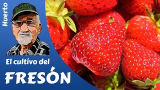 FRESAS COMO PRODUCIR FRESA Y FRESÓN Cultivo completo [upl. by Naras]