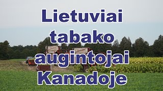 Lietuviai tabako augintojai Kanadoje [upl. by Brotherson]