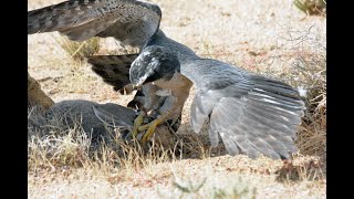 Falconry Goshawk Hunting in Arizona [upl. by Lerret958]