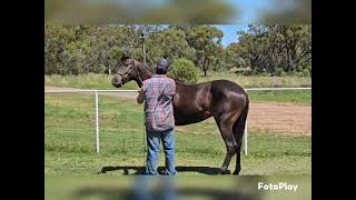 Ravenstone Charming ASHS FOY 2024 Lot 16 [upl. by Badr]