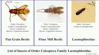 Insects of Order Coleoptera Family Laemophloeidae cryptolestes laemophloeus featuring fasciatus [upl. by Huxham949]