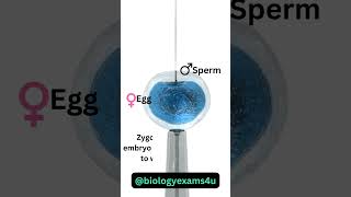 Zygote Formation Learn for Children and Kids  EDUKID Learning [upl. by Aleydis]