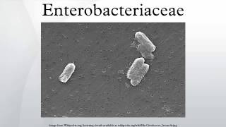 Enterobacteriaceae [upl. by Esirtal]