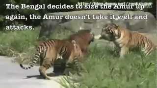 Siberian tiger vs Bengal tiger  Fighting techniques [upl. by Nawk]