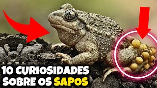 10 CURIOSIDADES SOBRE OS SAPOS [upl. by Heck]