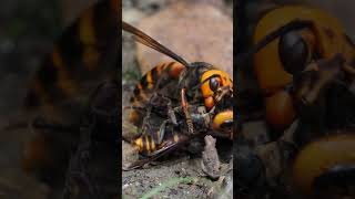 【昆虫】ハチの共食い？ 桶ヶ谷沼 OMSYSTEM OMDS OM1【insect】 nature insects 昆虫 wildlife shorts hornet [upl. by Notsreik]