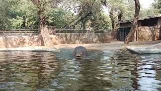 Delhi zoological park 🏞️🦛 [upl. by Masuh]