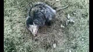 opossum playing dead 3 [upl. by Eirrab44]