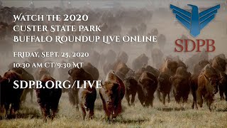 The 55th Annual Buffalo Roundup live from Custer State Park [upl. by Yecam]