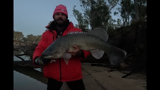 113cm MURRAY COD OFF THE SURFACE Joining the Metre Club [upl. by Yneffit]