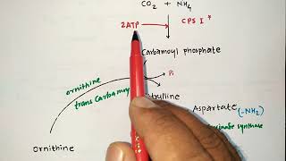 UREA CYCLE TRICKS  BIOCHEMISTRY  PROTEIN METABOLISM  PHARMACIST EXAM  ESIC  GPAT  NIPER  MBBS [upl. by Tella]