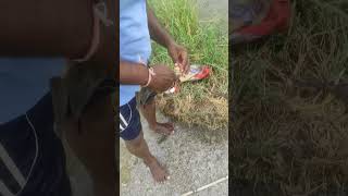 Removing hook from fish🎣🐟viralshorts explore 1m youtubeshorts subscribe 🙏 [upl. by Bili801]