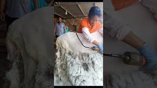 Sheep Shearing Process [upl. by Lanos]