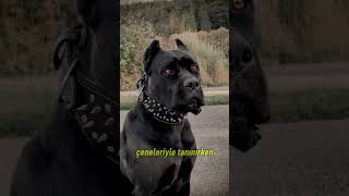 Kangal vs Cane Corso Sizce Sonuç Ne Olur [upl. by Aissatan]