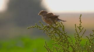 Młoda makolągwa na komosie  Young Linnet on Goosefoot plant [upl. by Leoine]