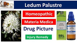 Ledum Palustre Homeopathic medicine  Drug Picture  Materia Medica bhms materiamedica ledumpal [upl. by Grissel]