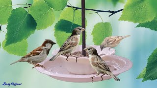 Homemade Bird Feeder  Building Hanging Bowl Bird Feeder Easy [upl. by Artemis]