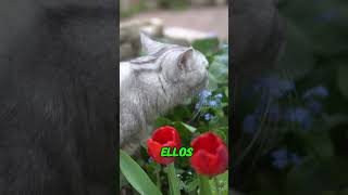 El tiempo para los gatos es un concepto elástico influenciado por sus instintos naturales [upl. by Mayce]