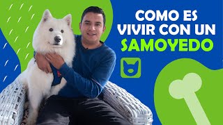 🤩 ¿ Como es VIVIR con un SAMOYEDO  🤩 [upl. by Pudens]