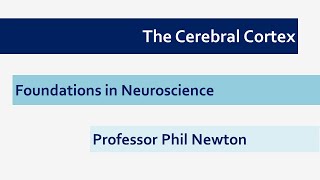 Cerebral Cortex [upl. by Herwick]