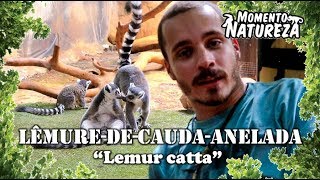 Lêmure  de  cauda  anelada   Lemur catta   Momento Natureza [upl. by Marabel]