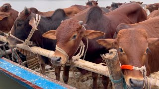 cow unloading cow videos cow video big cow goru hamba cow Ep  377 [upl. by Mauretta]